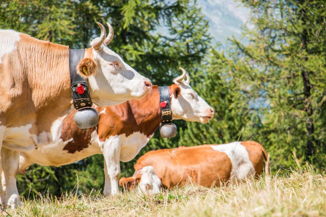 Chalet Heimetli Grächen Dış mekan fotoğraf